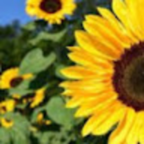 Meet your Posher, Tarrina - Picture 1 of 1